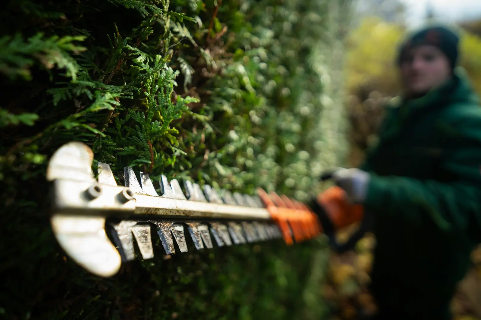 A landscape worker trimming a dense evergreen hedge with a powered hedge trimmer