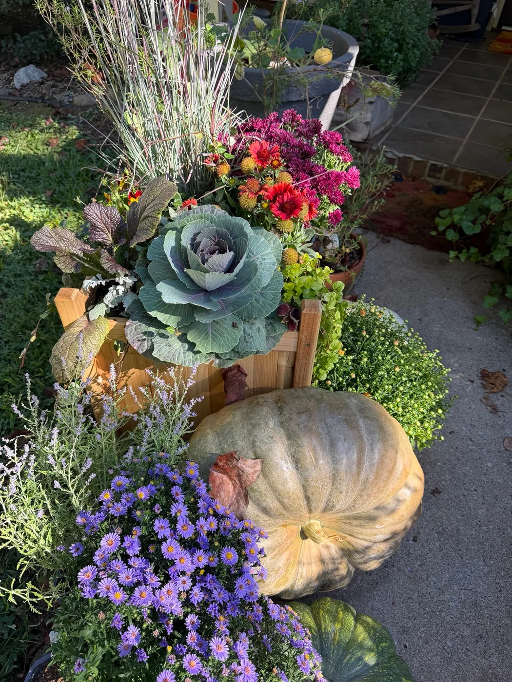 Wooden fall planter with tall grasses, ornamental cabbage, magenta mums and red flowers, with purple asters and a pale pumpkin beside it