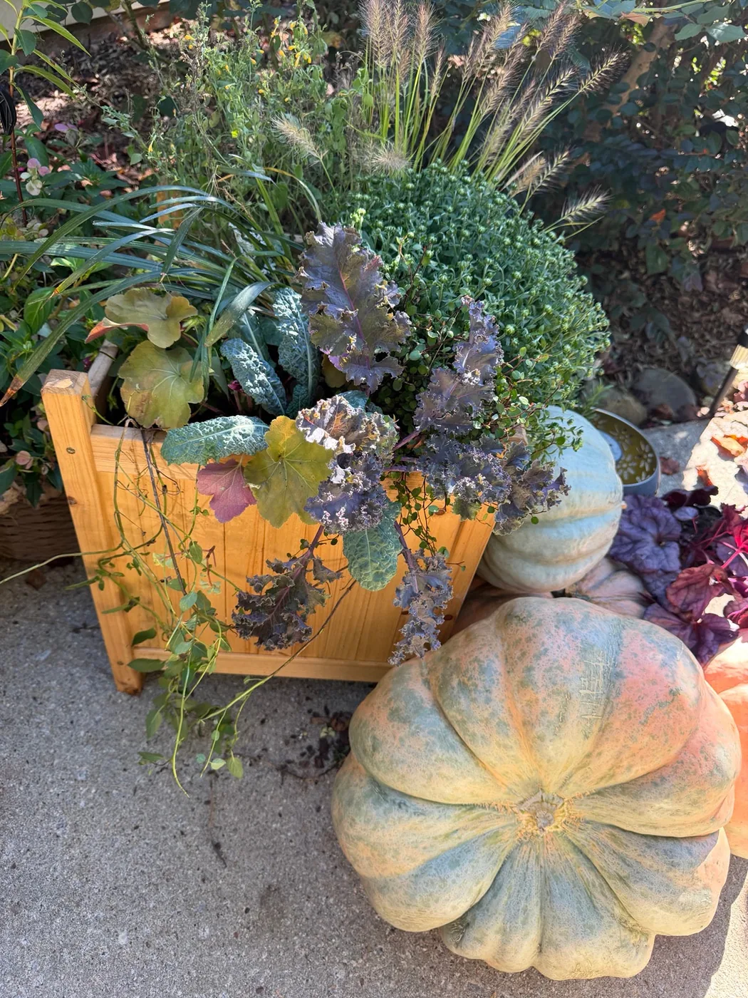 Wooden fall planter layered with airy grasses, purple and green ornamental kale and trailing foliage beside heirloom pumpkins