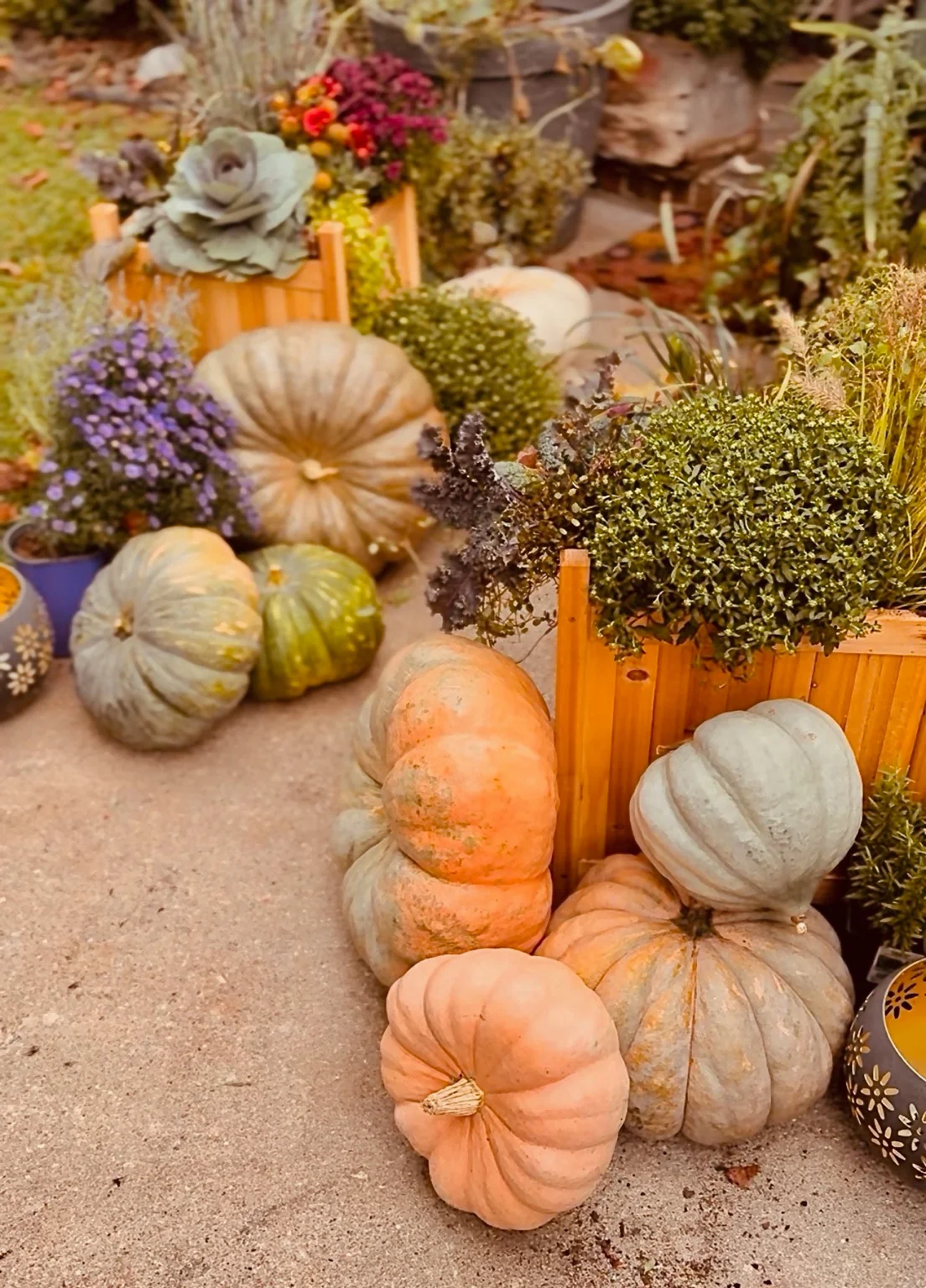 Soft orange and green pumpkins arranged around wooden fall planters with flowers and ornamental cabbage